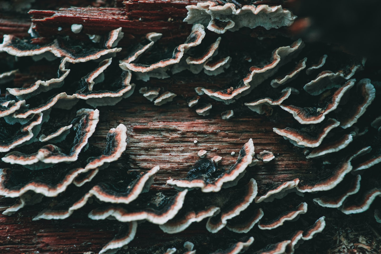 brown mushrooms