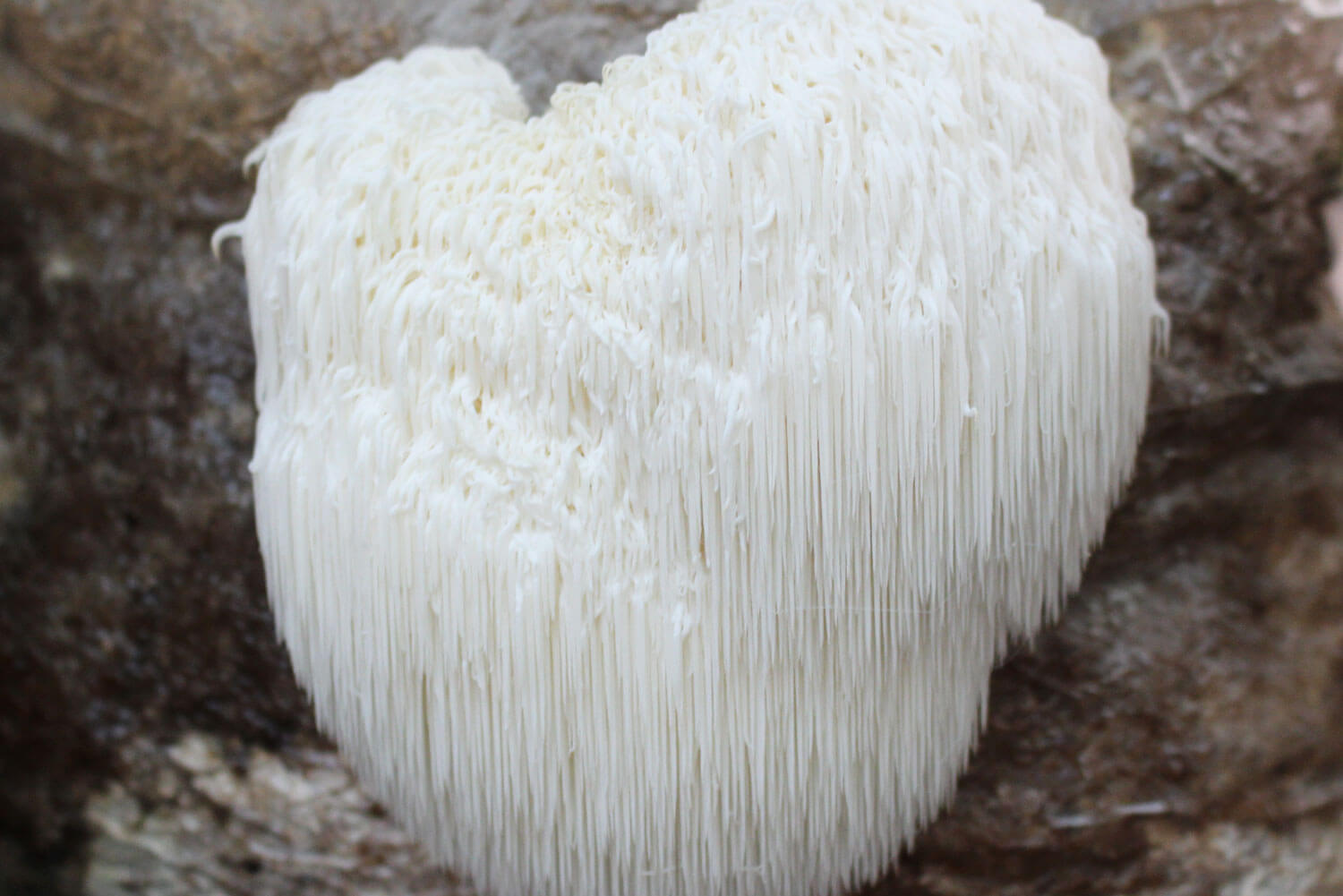 brown and white mushrooms on ground