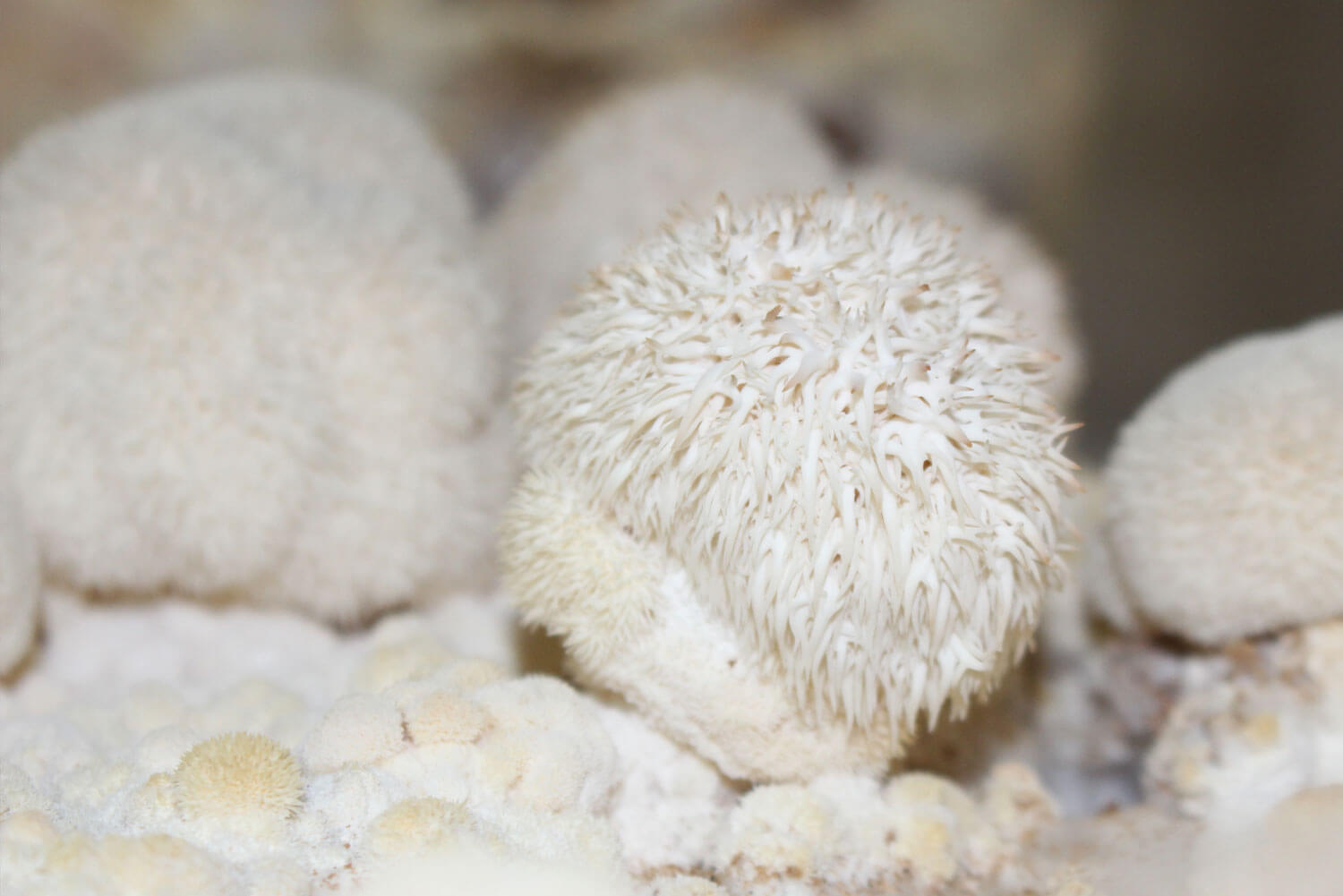 brown mushrooms