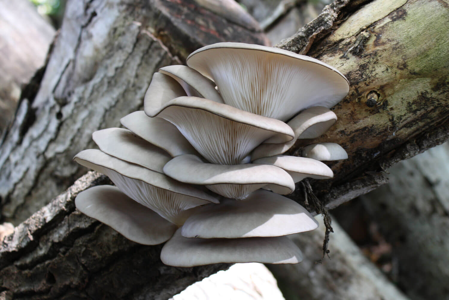 brown and white mushrooms on ground