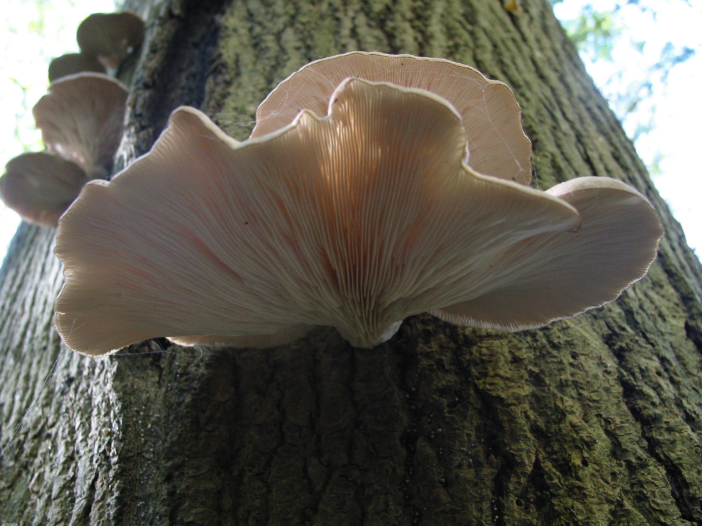 brown mushrooms