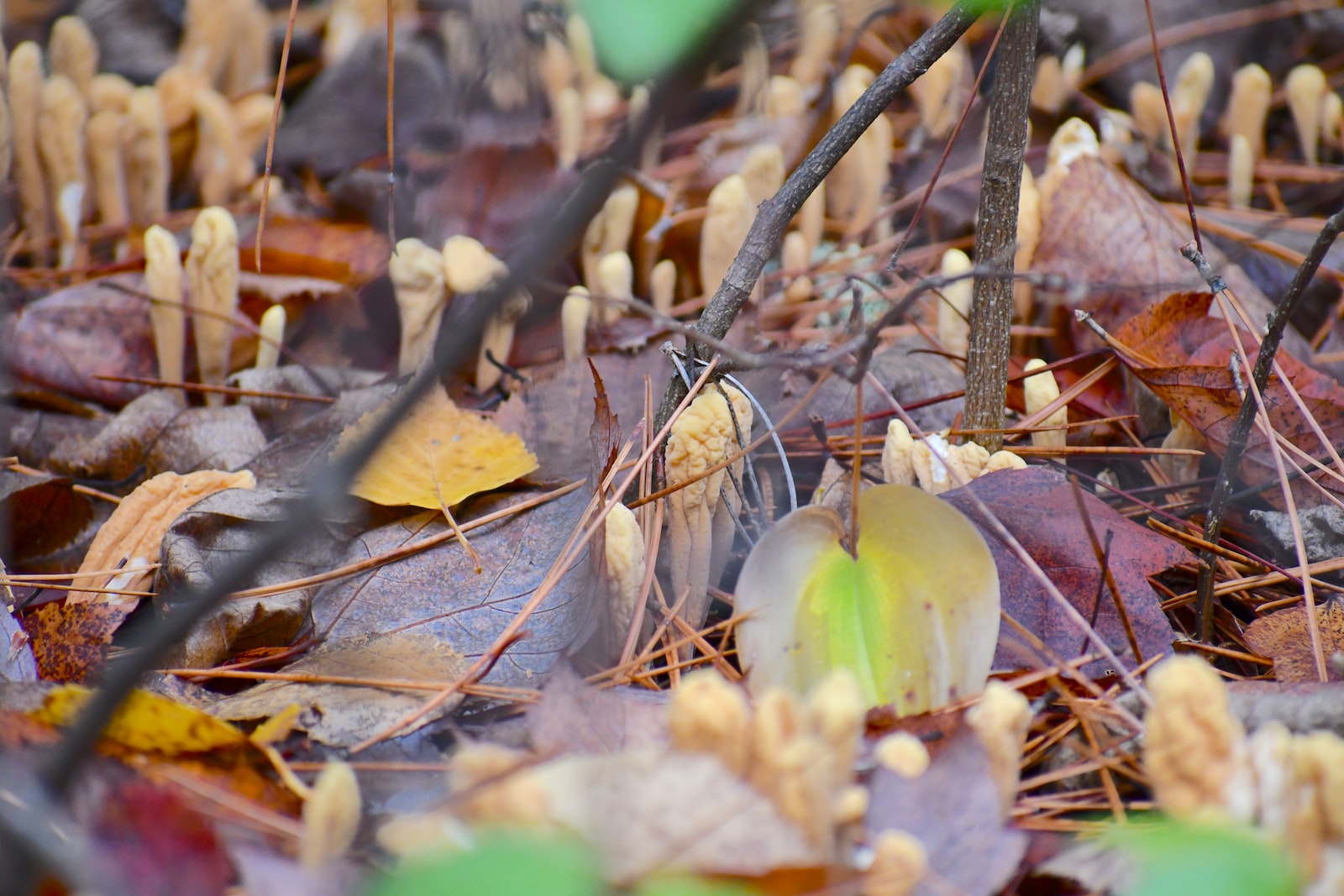 brown mushrooms