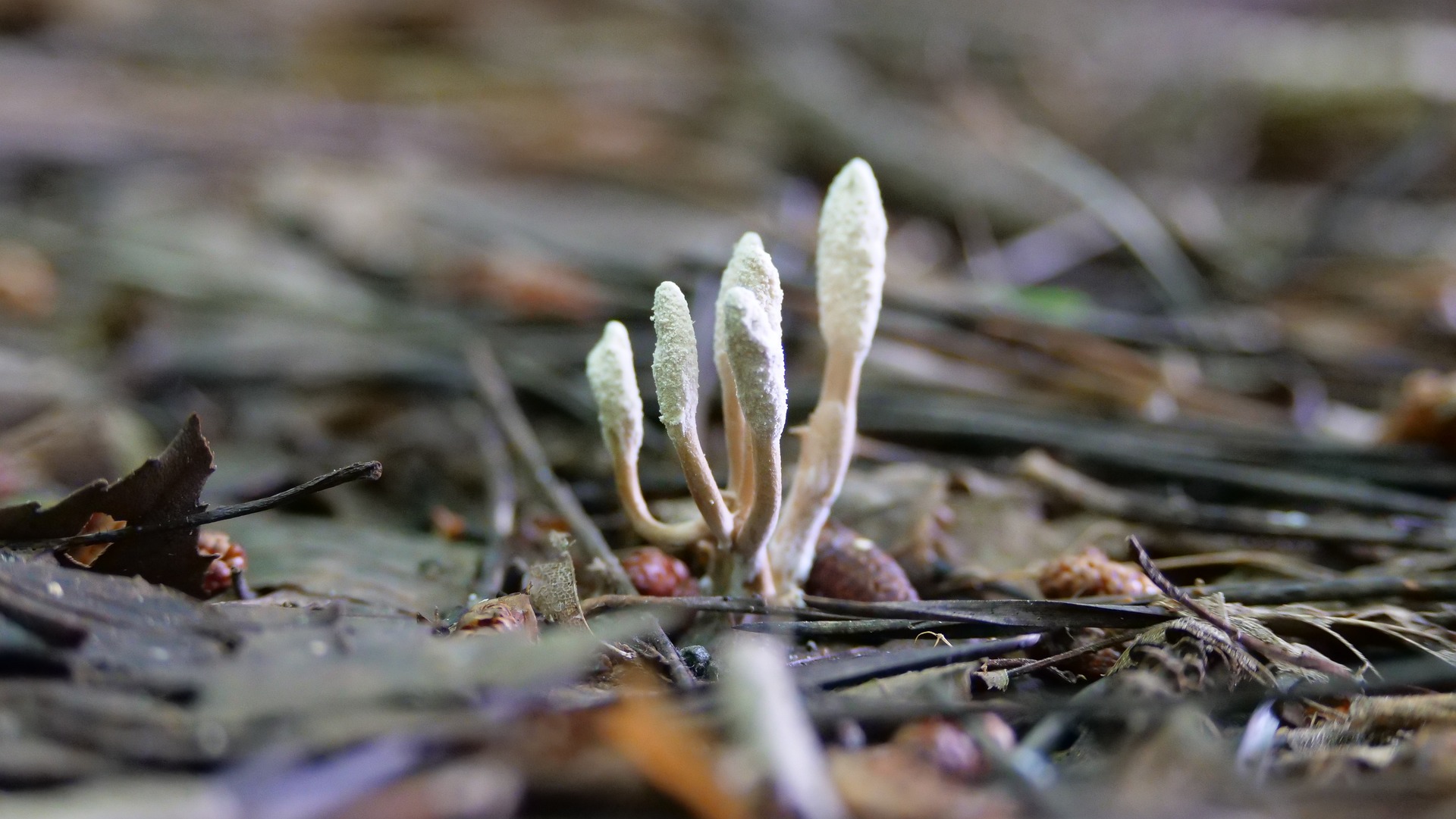 brown mushrooms