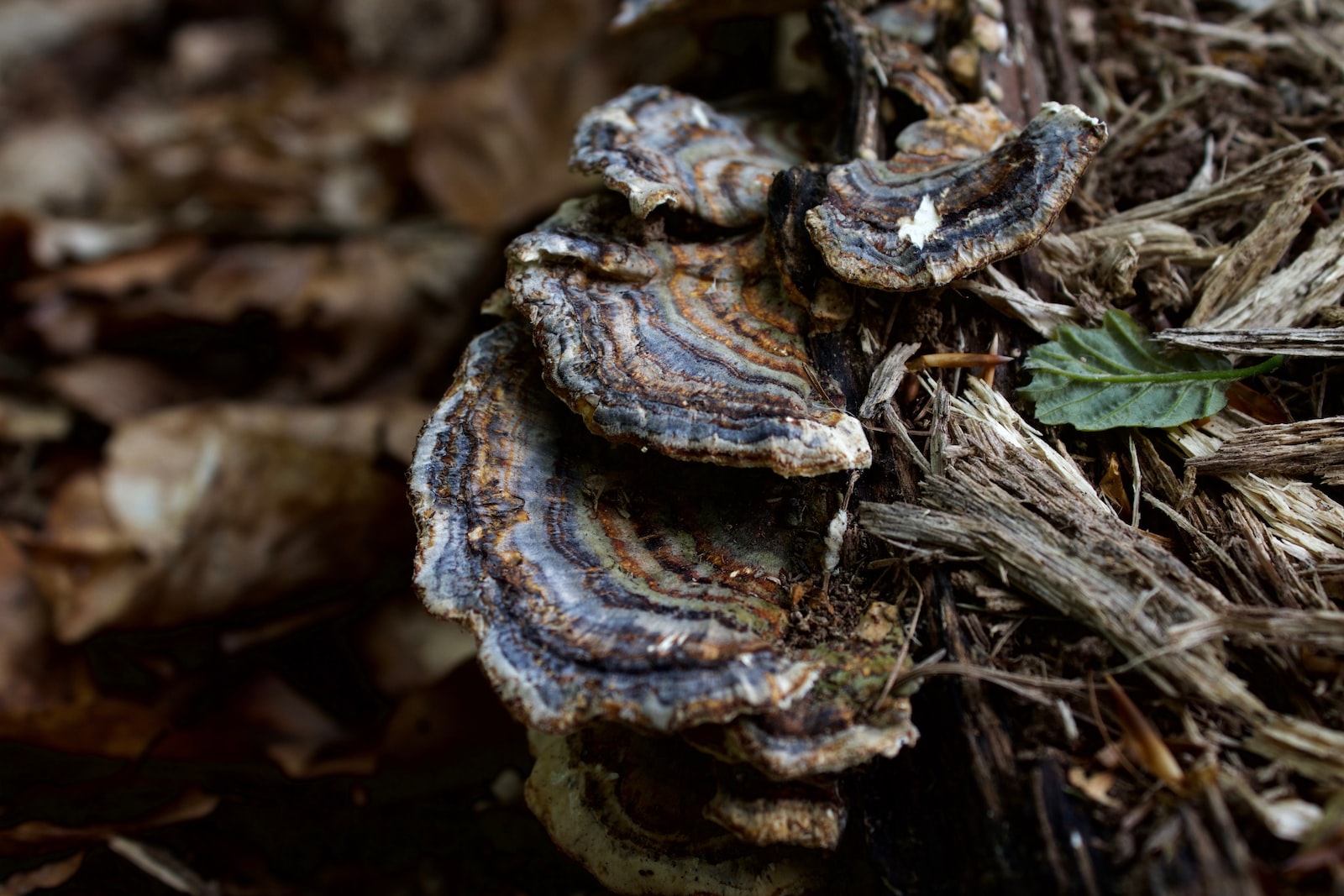 brown and white mushroom in close up photography