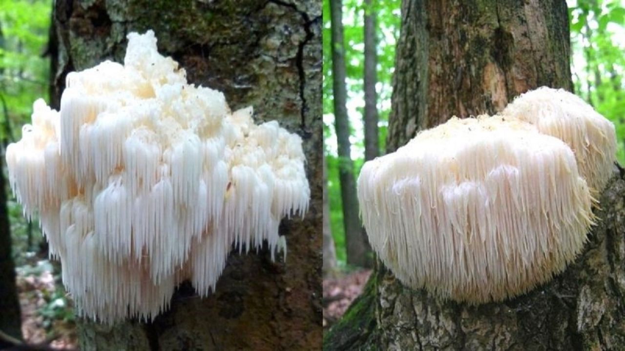 brown mushrooms