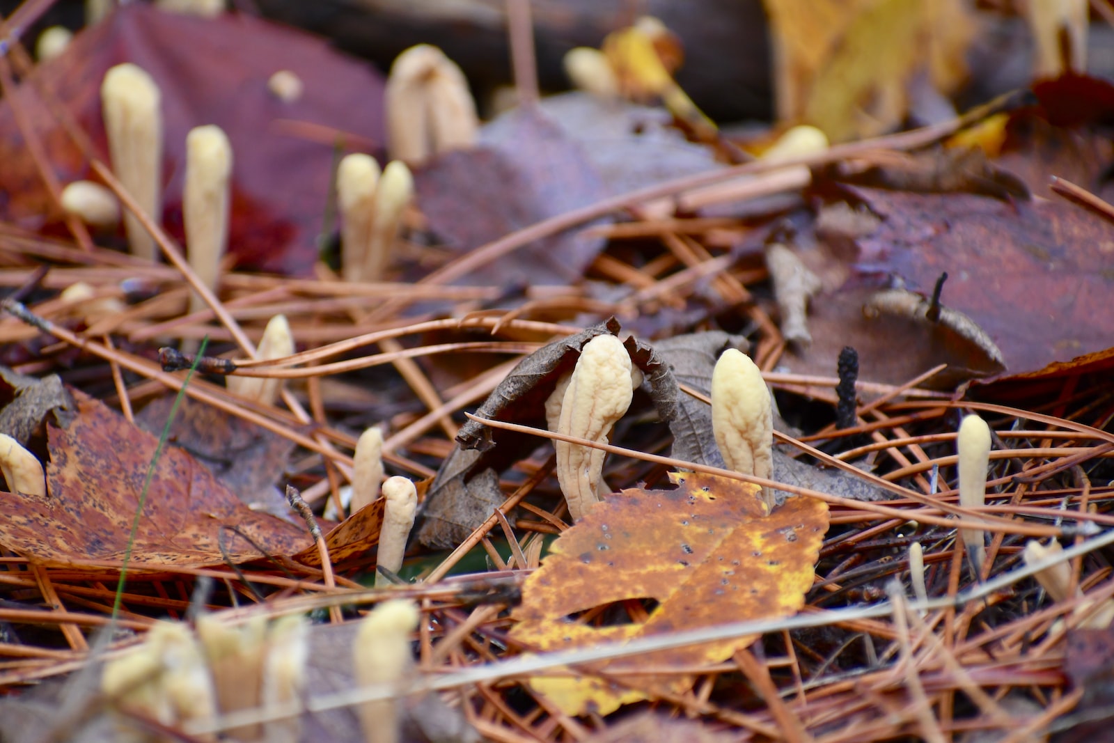 brown mushrooms