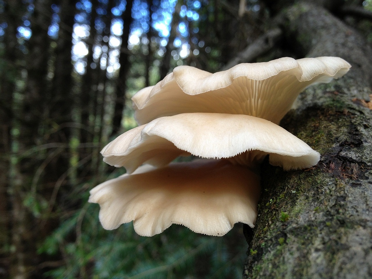 brown mushrooms