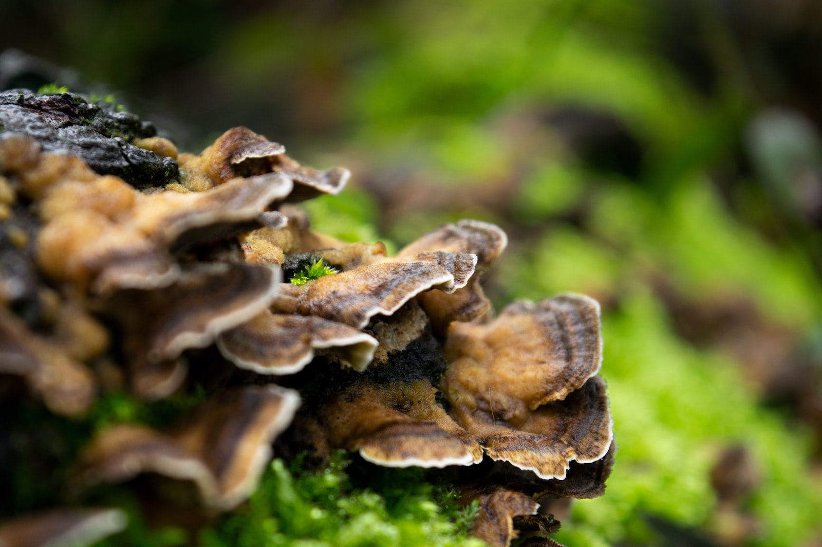 brown mushrooms