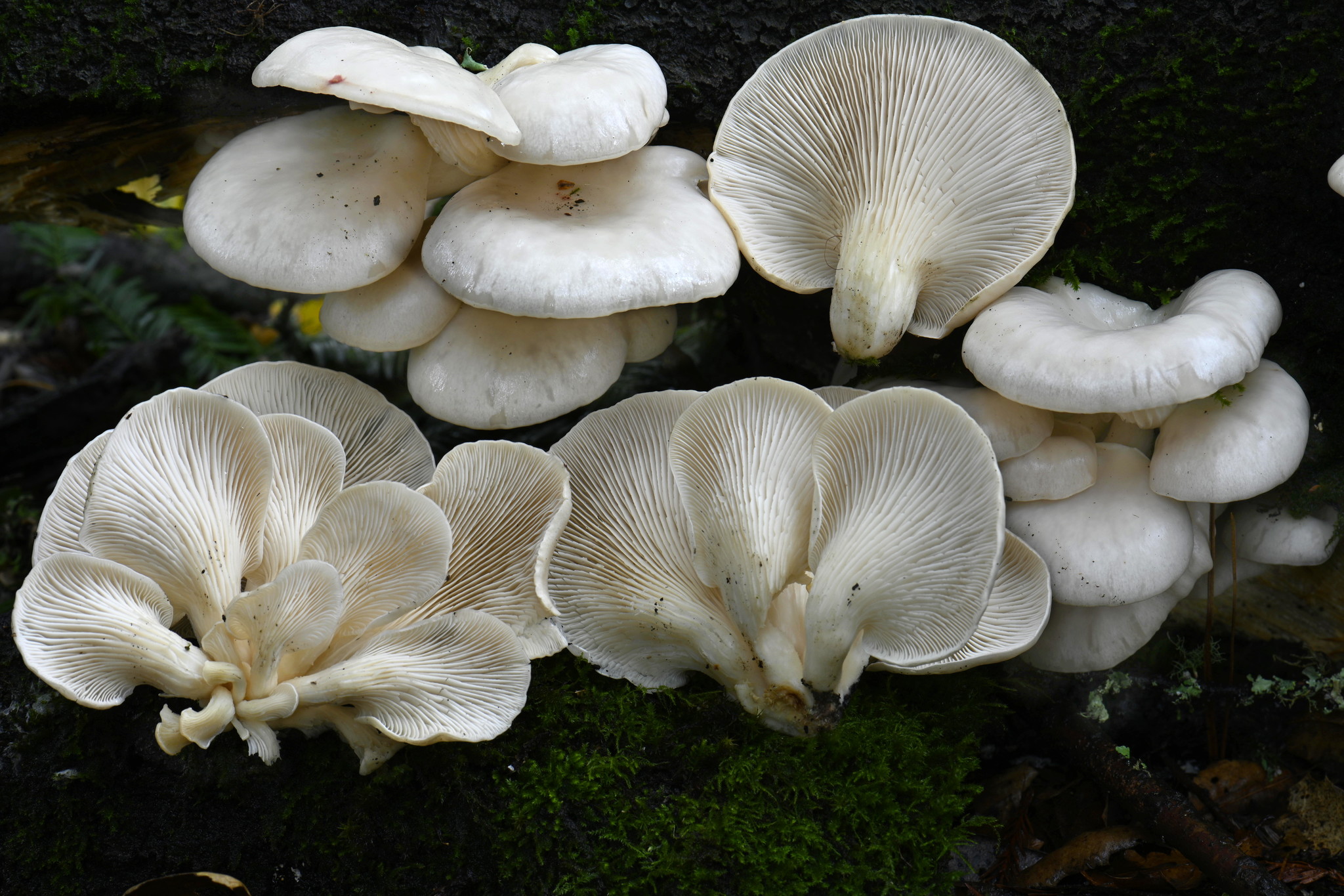 brown mushrooms