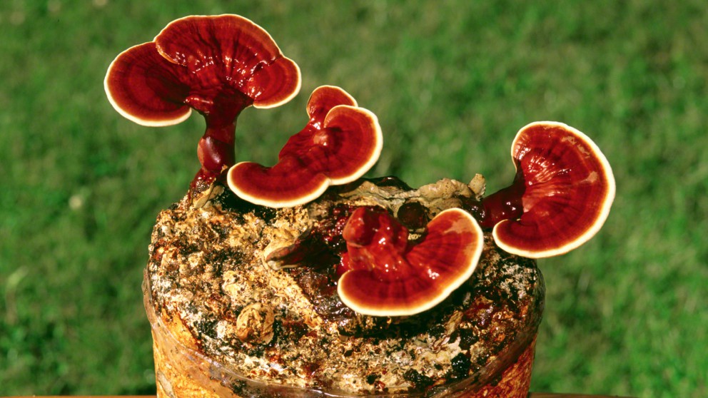 brown and white mushroom in close up photography