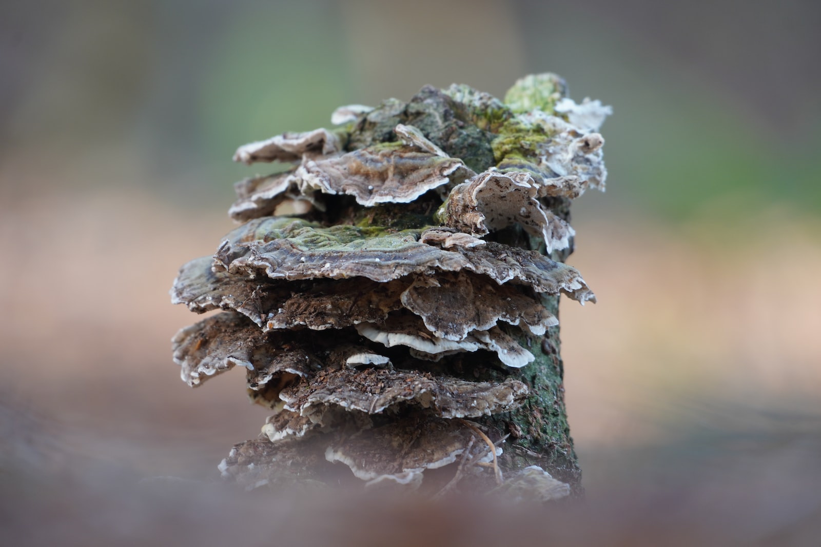 brown and white mushrooms on ground